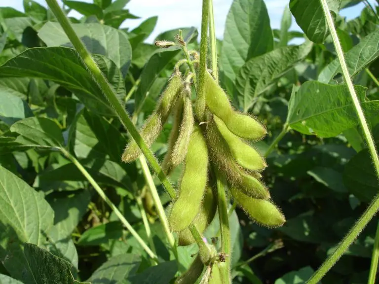 How to grow Soya beans at home easily - Grow your own Grub!