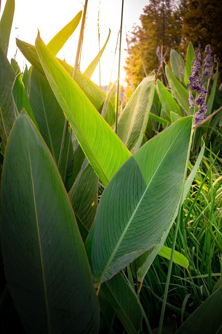 How To Grow Arrowroot