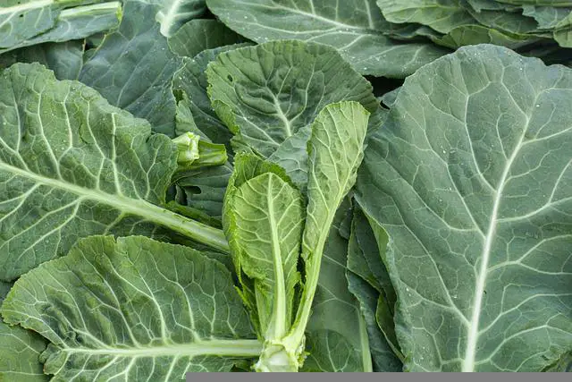 how-to-grow-collards-at-home-easily-grow-your-own-grub