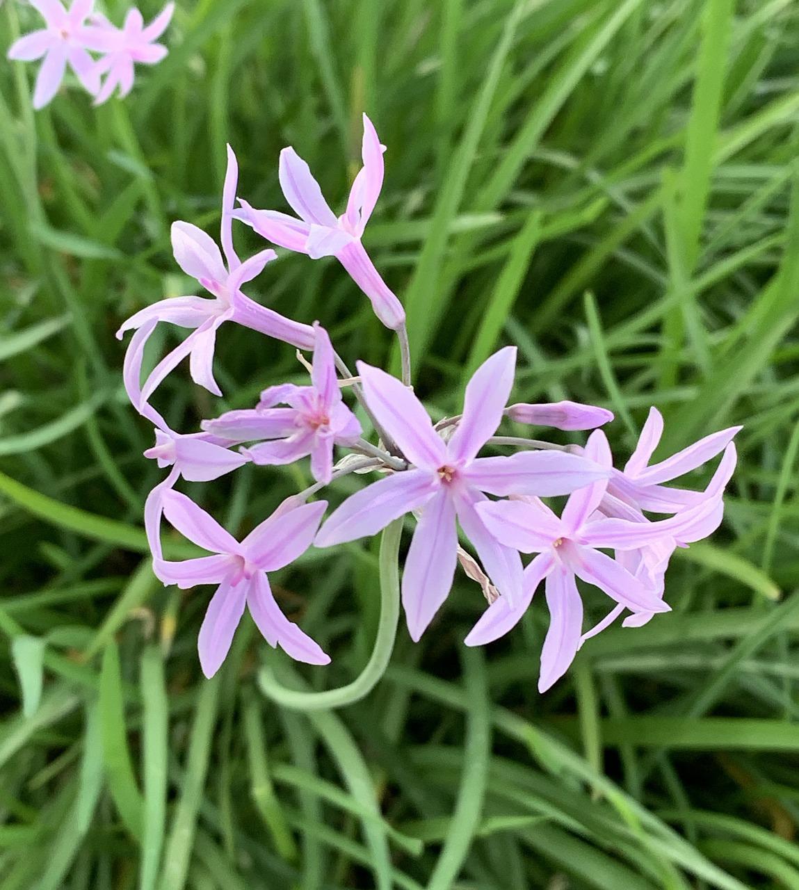 How to grow Society Garlic easily Grow your own Grub!