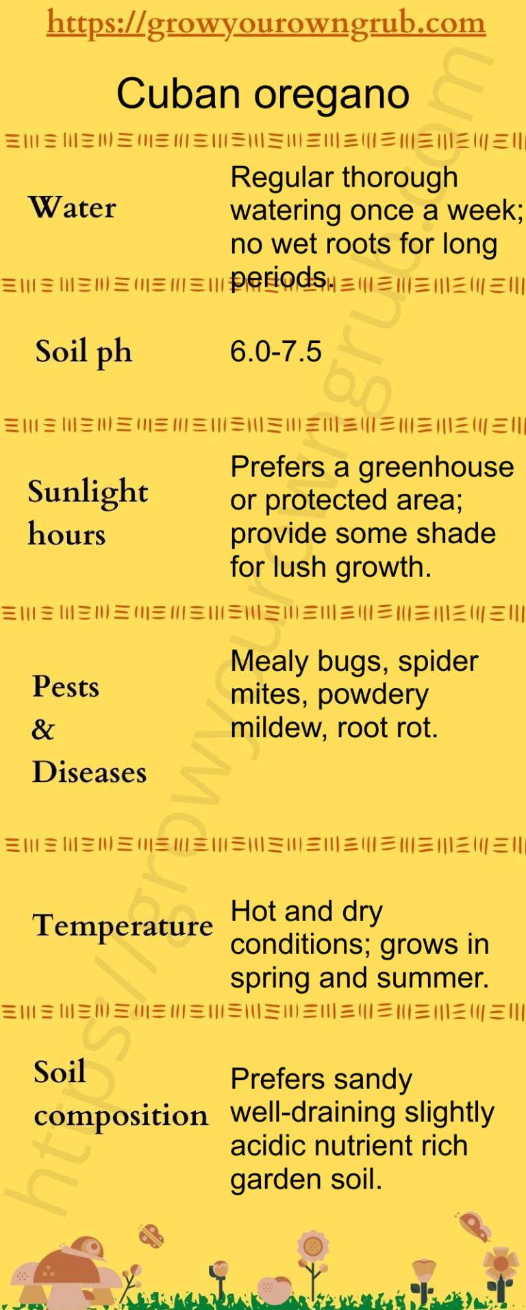 How to grow Cuban Oregano plants at home Grow your own Grub!