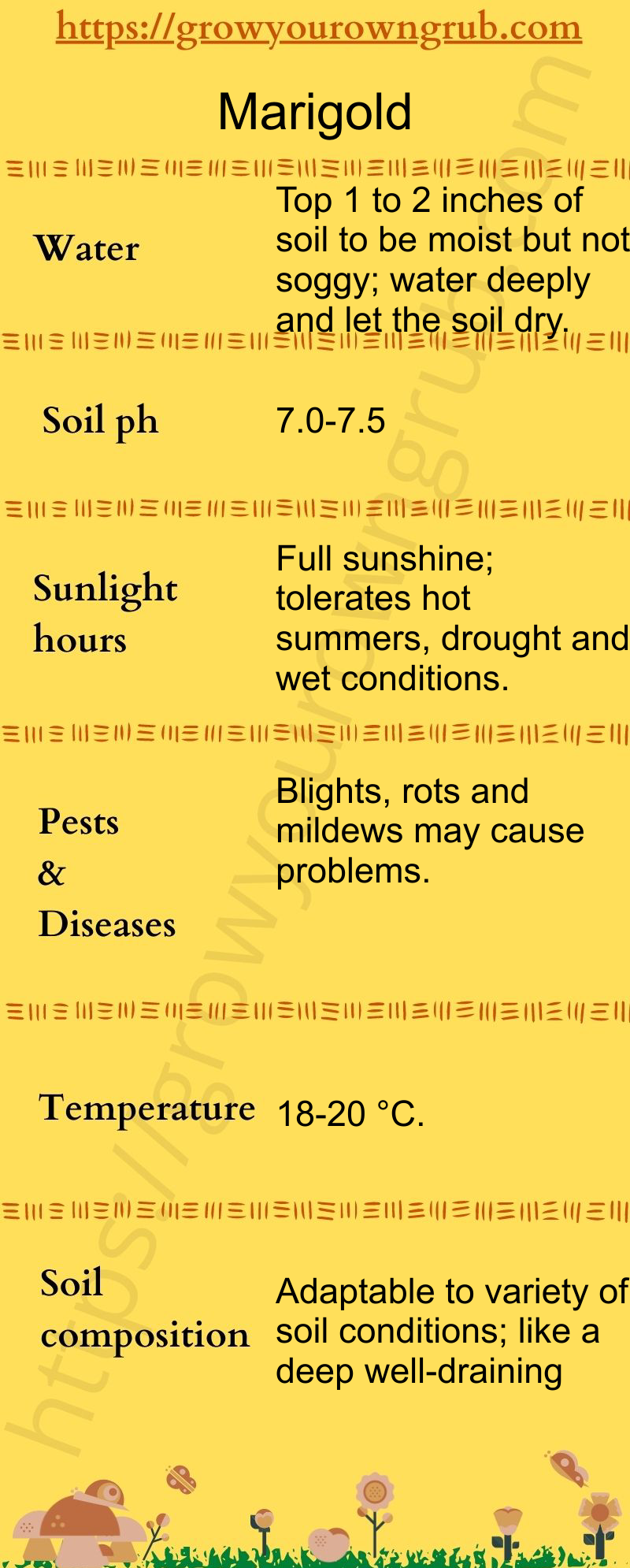 How to grow Marigold plants at home Grow your own Grub!