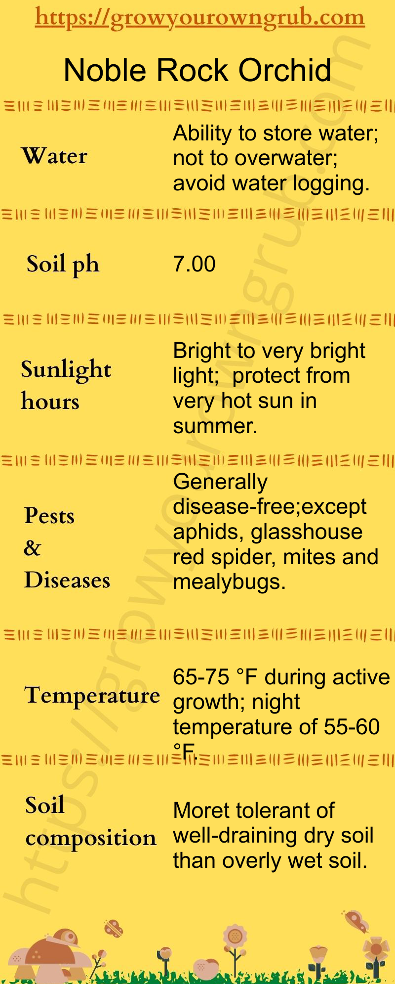 How to grow Noble Rock Orchid plants at home Grow your own Grub!