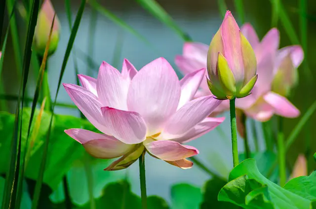 How to grow Lotus at home - Grow your own Grub!