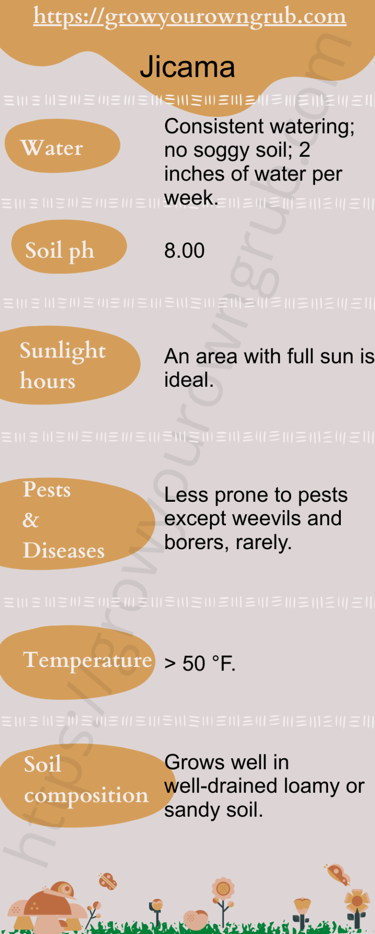 How to grow Jicama easily Grow your own Grub!