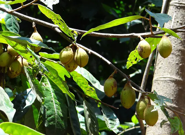 How to grow Nutmeg at home easily - Grow your own Grub!