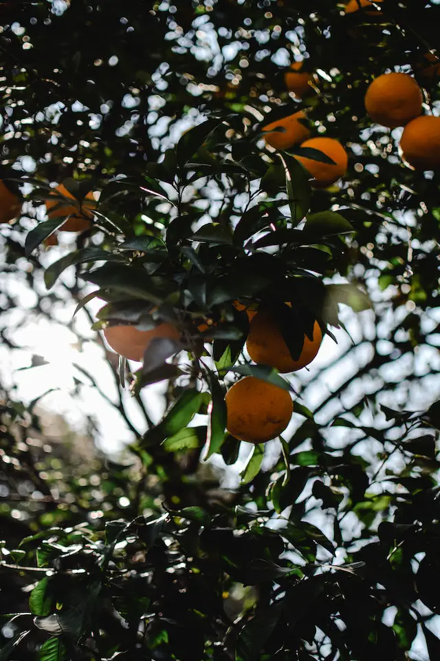 How to grow Mandarin trees at home Grow your own Grub!