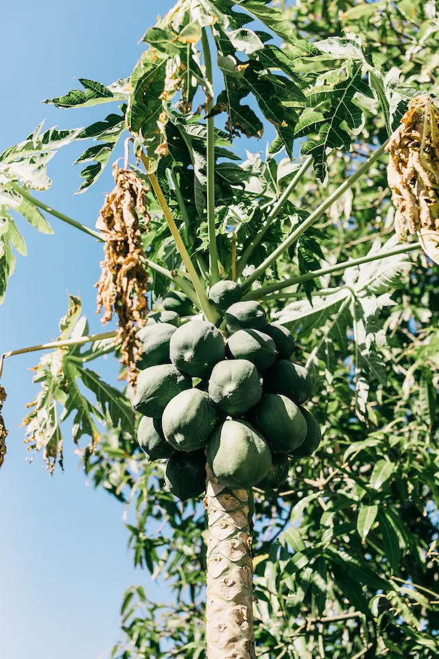 How To Grow Pawpaw Tree At Home Grow Your Own Grub