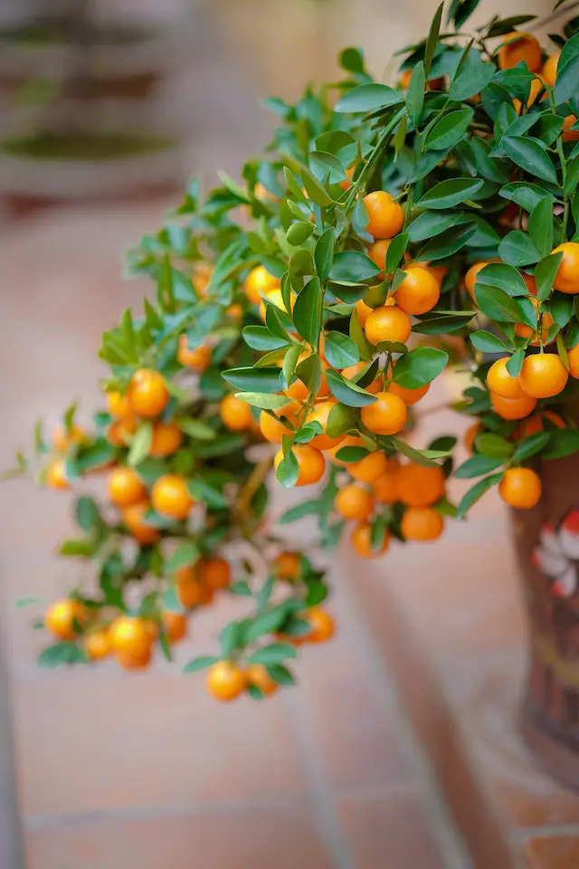 How to grow Mandarin trees at home Grow your own Grub!