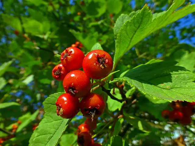 How to grow Hawthorn berry at home - Grow your own Grub!